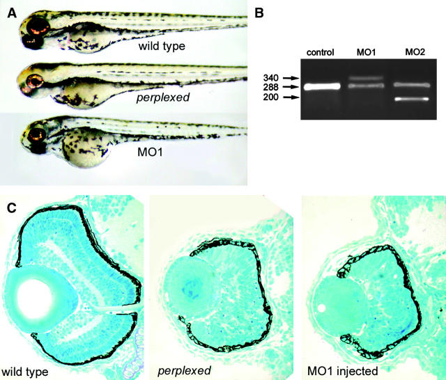 Figure 3.—