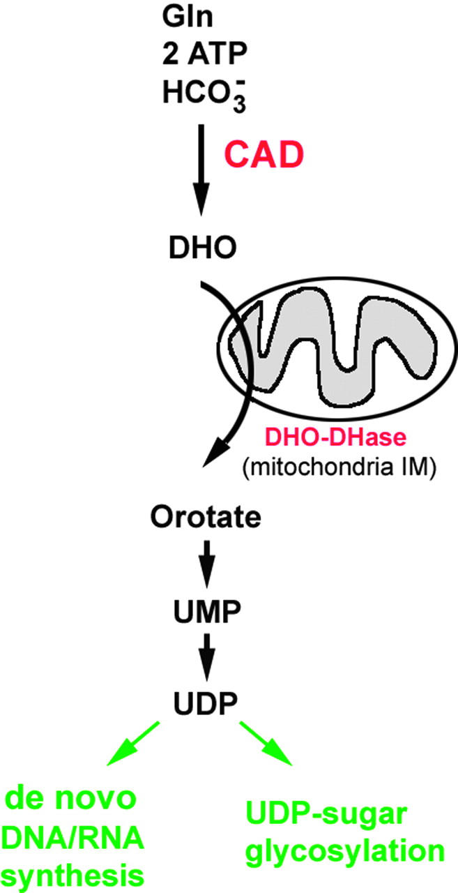 Figure 1.—