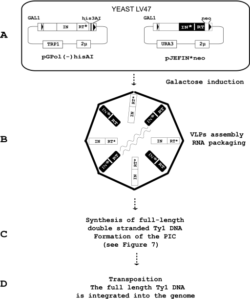 FIG. 1.