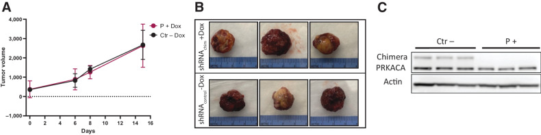 Figure 5. Expression of shRNA P in vivo does not affect Huh7-Chimera xenograft growth. A, Tumor volume over time of Huh7-Chimera xenografts transduced with inducible Ctrl shRNA or Chimera targeting shRNA P. The shRNA P group was feed with doxycycline chow. N = 3 for all groups. B, Images of extracted xenografts from A. C, Western blot analysis of tumors from A and B.