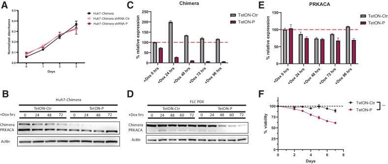 Figure 2. Cytotoxic effect of shRNA-mediated knockdown of DNAJB1-PRKACA fusion in FLC. A, Cell viability measurements of Huh7-Chimera cells expressing Ctrl or targeting shRNA P. B, Western blot time course of doxycycline induction of shRNA expression and knockdown of the Chimera protein in Huh7-Chimera cells. C, qPCR time course of doxycycline mediated induction of shRNA expression and knockdown of the chimera transcript in PDX cells. Expression was normalized to actin. D, Time course of doxycycline-mediated induction of shRNA expression and knockdown of the chimera protein in PDX cells as assessed by Western blot. E, Time course of doxycycline-mediated induction of shRNA expression and effect on PRKACA transcript as assessed by qPCR. Expression was normalized to actin. F, Time course of doxycycline-mediated shRNA induction and effect on cell viability of PDX cells. Unpaired t test, P = 0.0002 at the last timepoint.