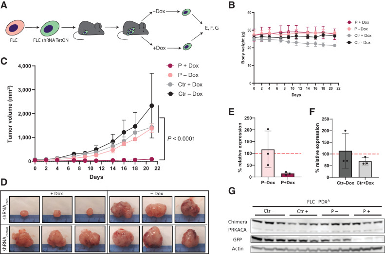 Figure 3. DNAJB1-PRKACA is necessary for FLC growth in vivo in PDXA, an aggressive model. A, Schematic of the experimental design. B, Weight of tumor-bearing mice over time. C, Tumor volume over time of PDXA transduced with inducible Ctrl shRNA or Chimera targeting shRNA, ± addition of doxycycline (Dox) feed. N = 3 for all groups. Linear mixed-effects model with log tumor volume was used to analyze data across the study duration. Group: < 0.0001; Day: < 0.0001; Group*Day: < 0.0001. Significant post hoc pairwise comparisons of growth trajectories at Bonferroni-adjusted alpha level < 0.0083 (0.05/6) are indicated. Inset is a higher resolution graph of shRNA P+Dox. D, Images of extracted PDX transduced with Ctrl shRNA or Chimera targeting shRNA, ± Dox feed. E, qPCR of the TetR gene normalized to actin in tumors of the Ctr− and + Dox group at the end of the study. F, qPCR of the TetR gene normalized to actin in tumors of P− and P+ doxycycline at the end of the study. G, Western blot analysis of PDX from A and C, showing loss of Chimera knockdown in the P+Dox group together with loss of GFP signal.