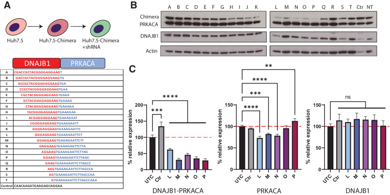 Figure 1. Potent and specific shRNA-mediated knockdown of DNAJB1-PRKACA. A, Generation of stable Huh7.5 cells expressing the chimeric transcript and shRNAs by serial lentiviral transduction. Sequences of shRNAs tiling over the fusion junction, red and blue letters denote DNAJB1 and PRKACA sequence, respectively. A Ctrl shRNA was used for all experiments. B, Western blot analysis of Huh7-Chimera cells stably transduced with shRNAs A-T, Ctrl shRNA or nontransduced (NT). C, qPCR results of Huh7-Chimera cells stably expressing shRNAs L-P, Ctrl shRNA or untreated cells (UTC). Left graph measures Chimera knockdown, middle graph measures PRKACA knockdown, and right graph measures DNAJB1 knockdown. N = 3 for all conditions, one-way ANOVA with Dunnett multiple comparison test. **, P = 0.0021; **, P = 0.0002; ***, P, ****, P <0.0002.