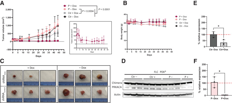 Figure 4. DNAJB1-PRKACA is necessary for FLC growth in vivo in a slow growing PDX model. A, Tumor volume over time of a slow growing PDX (PDXB) transduced with inducible Ctrl shRNA or Chimera targeting shRNA, ± addition of doxycycline (Dox) feed. N = 3 for all groups. Linear mixed-effects model with cube root tumor volume was used to analyze data across the study duration. Group: P = 0.0423; Day: < 0.0001; Group*Day: < 0.0001. Only significant post hoc pairwise comparisons of growth trajectories at Bonferroni-adjusted alpha level < 0.0083 (0.05/6) are indicated. Inset is higher resolution graph of P+Dox group B, Weight of tumor-bearing mice over time. C, Images of extracted PDX transduced with Ctrl shRNA or Chimera targeting shRNA, ± Dox feed. D, Western blot analysis of PDX from A and C, showing loss of Chimera knockdown in the P+Dox group together. E, qPCR of the TetR gene normalized to actin in tumors of Ctr− and + Dox at the end of the study. Two-tailed t test P = 0.0225. F, qPCR of the TetR gene normalized to actin in tumors of P− and P+ Dox at the end of the study. Two-tailed t test P = 0.0491.