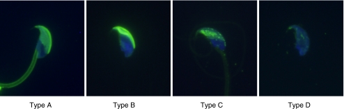 Fig. 1