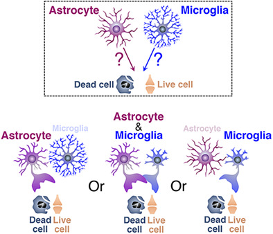 graphic file with name GLIA-70-1009-g002.jpg