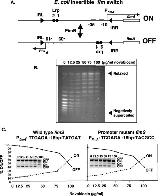 FIG. 1.