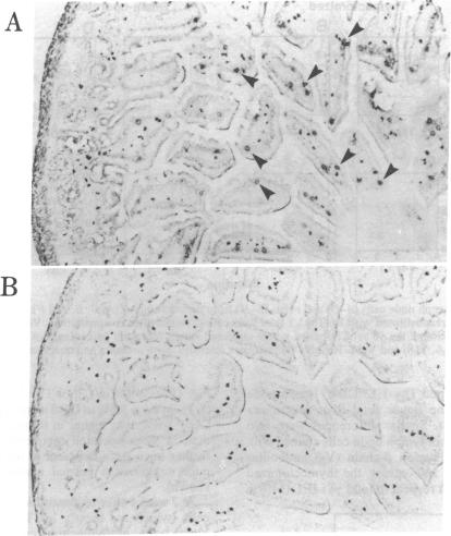 graphic file with name pnas01051-0060-a.jpg