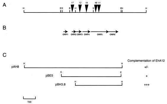 FIG. 2