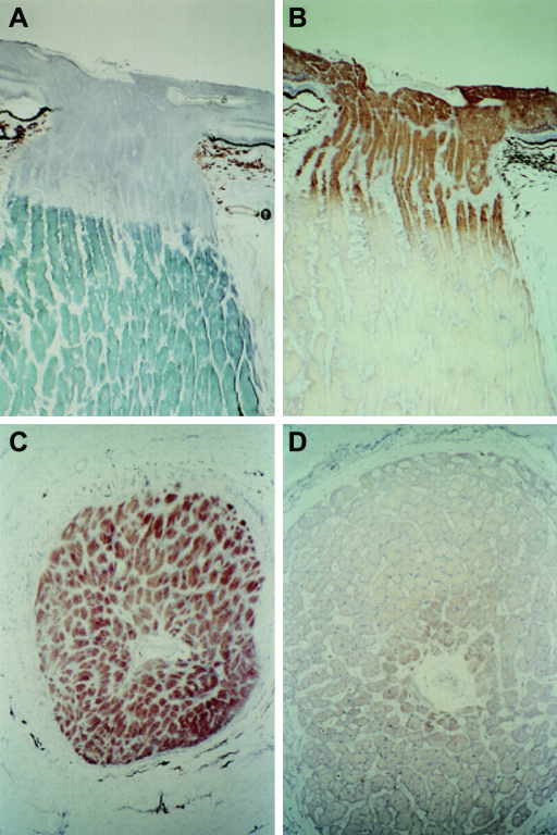 Fig. 10