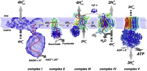 Fig. 1