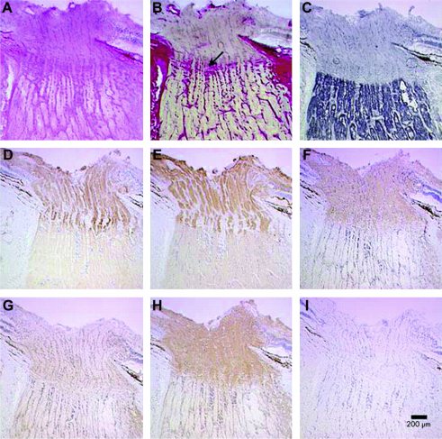 Fig. 11