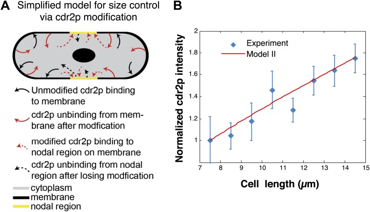 Figure 5—figure supplement 2.