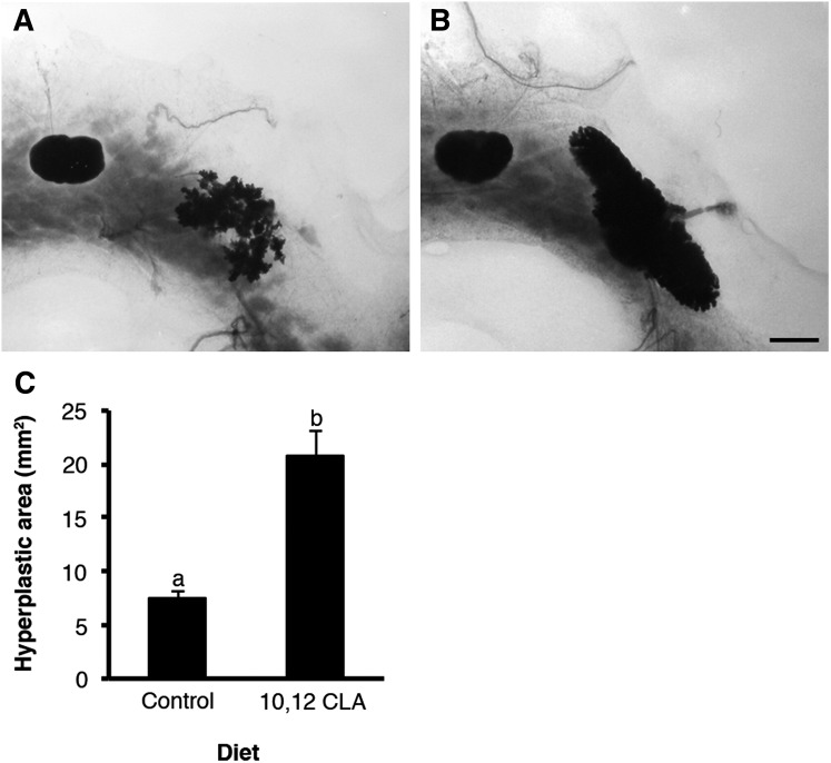 Fig. 10.