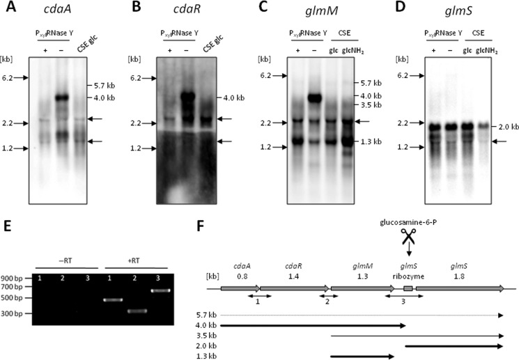 FIGURE 1.