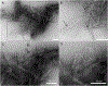 Fig. 22.