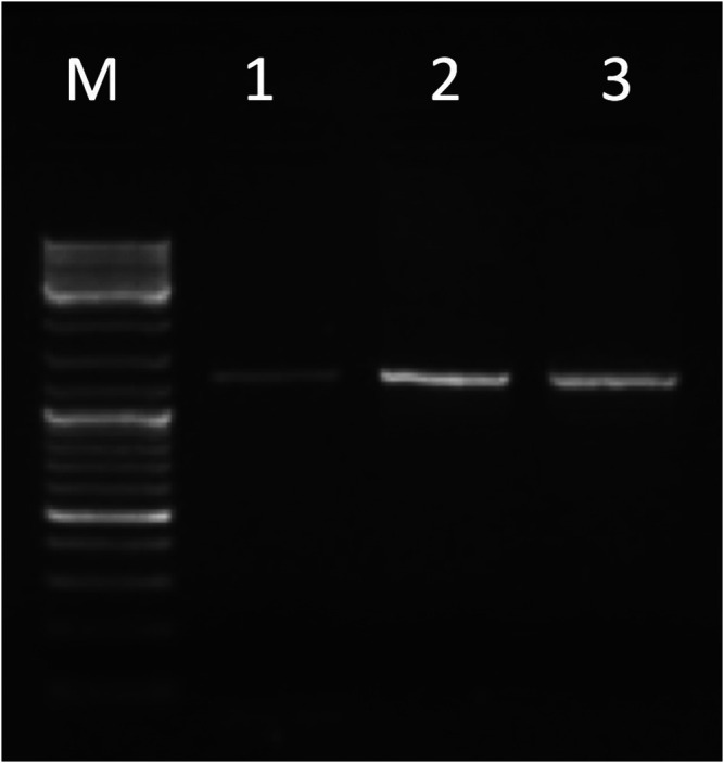 FIGURE 3