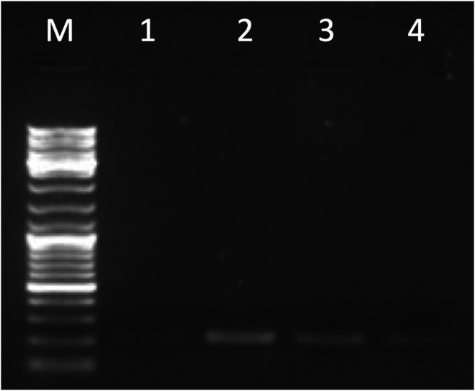 FIGURE 4