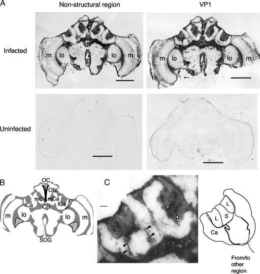 FIG. 1.