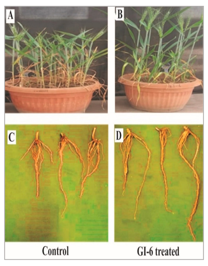 Figure 12