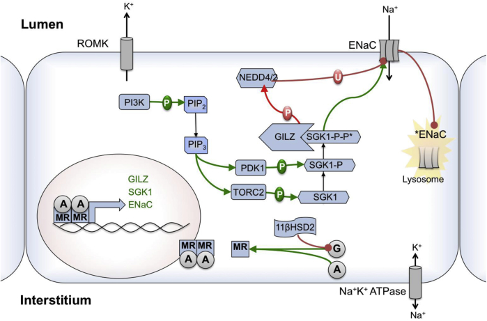 Figure 3