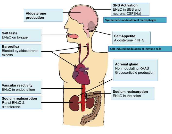 Figure 2