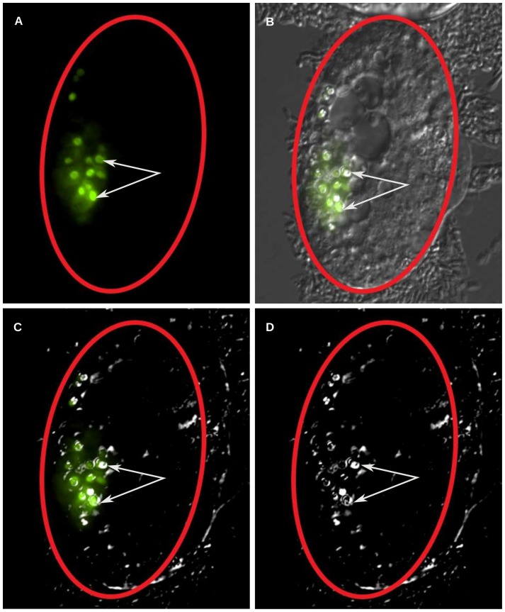 Figure 7