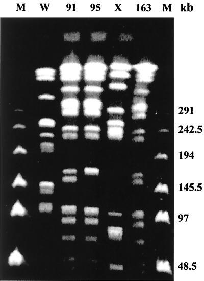 FIG. 1