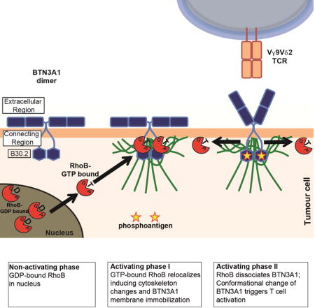 graphic file with name nihms816983u1.jpg