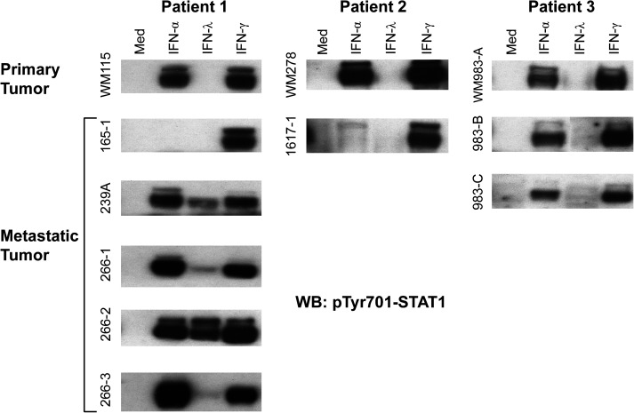 
FIG. 1.
