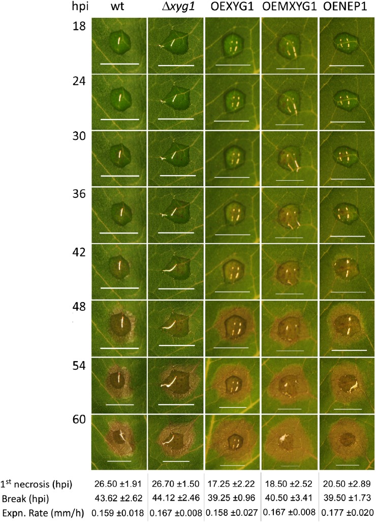 Figure 5.