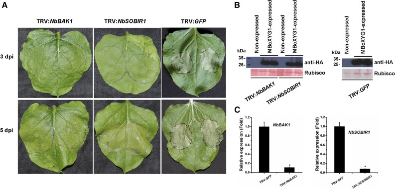 Figure 11.