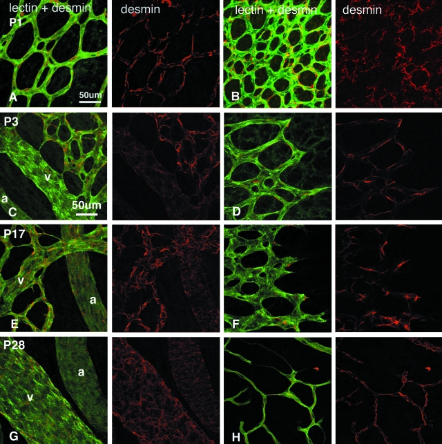 Figure 1-4262