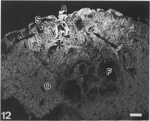 Fig. 12