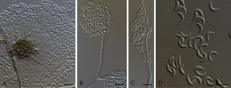 Fig. 13