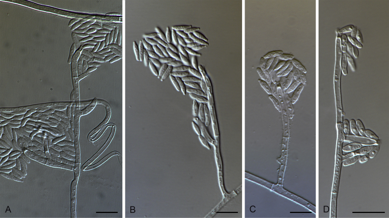 Fig. 10