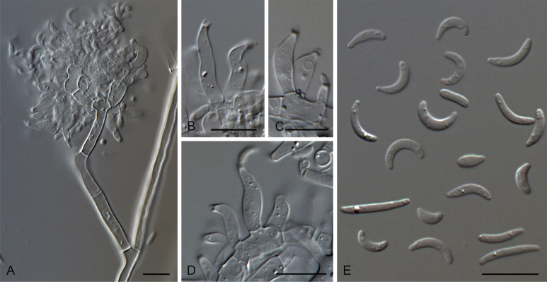 Fig. 17