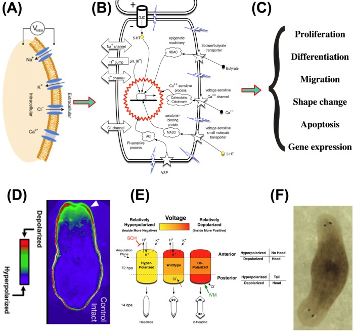 FIGURE 1: