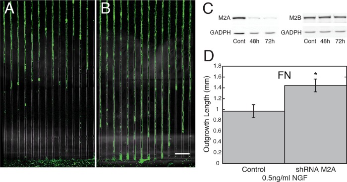 FIGURE 4: