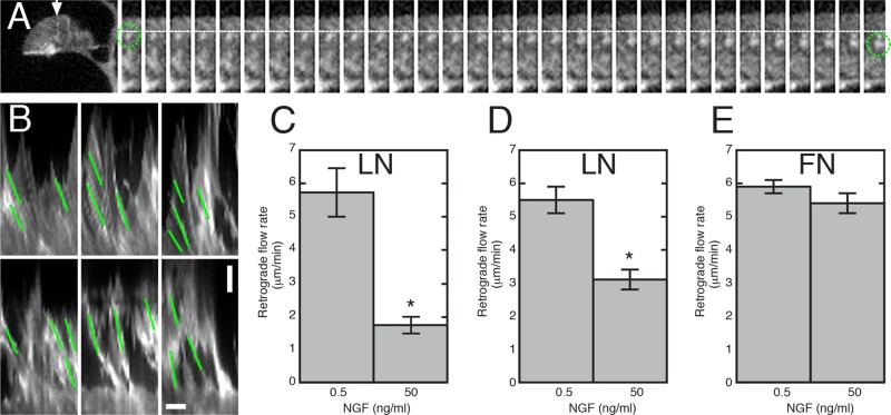 FIGURE 5: