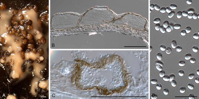 Fig. 9.