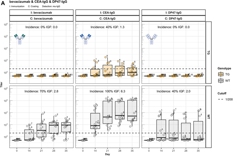 A three-panel boxplot graph showing the anti-drug antibody response induced by different IgG molecules as titers over time. Response of transgenic mice is shown together with a graphical representation of the molecule in the upper part, response of wild-type mice is shown in the lower part of each panel. B) A three-panel boxplot graph showing the anti-drug antibody response induced by Fab fragments of IgG molecules as titers over time. Response of transgenic mice is shown together with a graphical representation of the molecule in the upper part, response of wild-type mice is shown in the lower part of each panel. C) A two-panel boxplot graph showing the anti-drug antibody response induced by IVIG1 and IVIG1-Fab as titers over time. Response of transgenic mice is shown together with a graphical representation of the molecule in the upper part, response of wild-type mice is shown in the lower part of each panel.