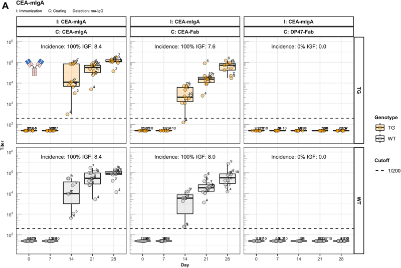 A) A three-panel boxplot graph showing the specificity of the anti-drug antibody response induced by CEA-mIgA as titers over time. Response of transgenic mice is shown in the upper part, response of wild-type mice is shown in the lower part of each panel. A graphical representation of the immunization molecule is shown in the upper part of the first panel. B) A two-panel boxplot graph showing the anti-drug antibody response induced by mIgG molecules with or without AAA-mutation as titers over time. Response of transgenic mice is shown together with a graphical representation of the molecule in the upper part, response of wild-type mice is shown in the lower part of each panel. C) A two-panel boxplot graph showing the anti-drug antibody response induced by CEA-mIgG and KLH as titers over time. Response of FcRn deficient mice is shown together with a graphical representation of the molecule in the upper part, response of wild-type mice is shown in the lower part of each panel.