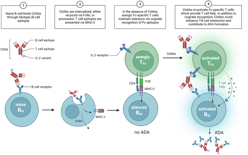 The hypothesis of anti-drug antibody formation against CitAbs is illustrated with icons of T and B cells in the four steps mentioned in the discussion section.