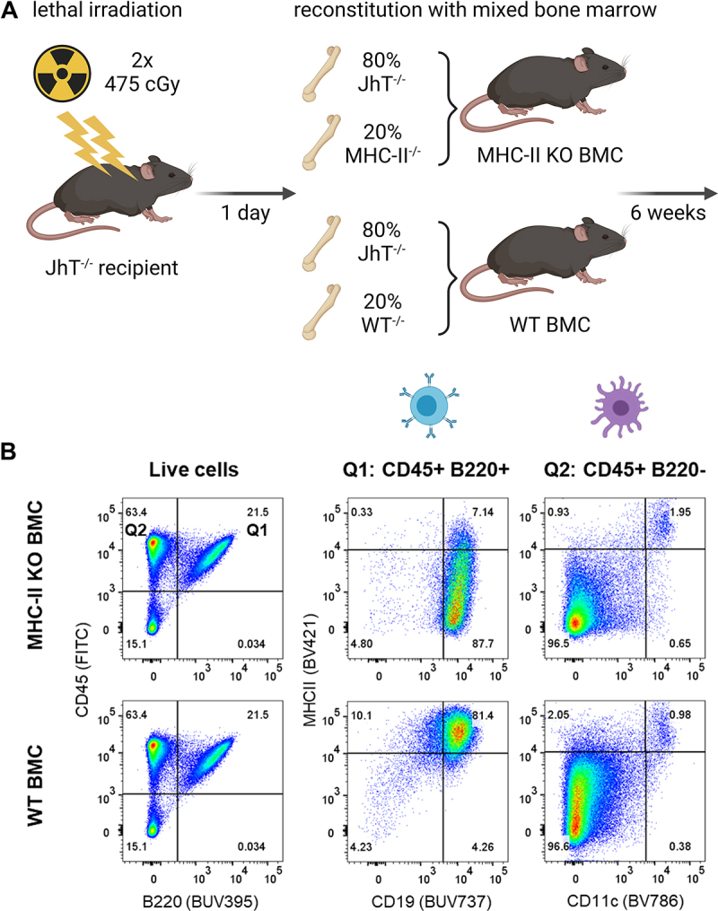 A) The generation of bone marrow chimeric mice is depicted by several graphics of irradiation symbols, mice and bones together with an indication of time using arrows. B) A three-panel flow cytometry dot plot showing gating for B cell and dendritic cell subpopulations which are depicted as small graphics above the respective panel. MHC-II expression in B cells is strongly reduced in MHC-II deficient chimeric mice. C) Bar chart showing the overall frequency of B cells and dendritic cells in spleens of the two types of bone marrow chimeric mice together with the frequency of cells expressing high levels of MHC-II within each population. A graphical representation of the respective cells is shown below the populations. D) A two-panel boxplot graph showing the anti-drug antibody response induced by two different CitAbs as titers over time. Response of MHC-II deficient chimeras is shown together with a graphical representation of the molecule in the upper part, response of wild-type chimeras is shown in the lower part of each panel.