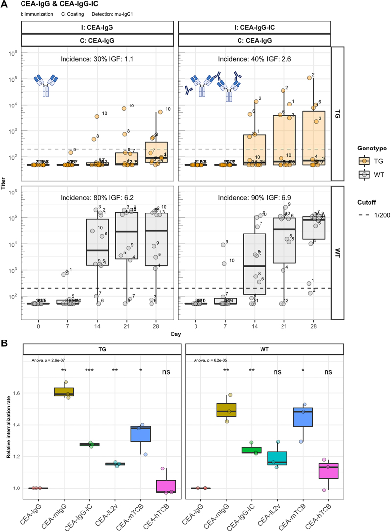 The relative internalization rate represents the internalization efficiency as calculated by the slope of mean fluorescence (MFI) values between the 120 min and 240 min time point, normalized with the medium control and scaled to CEA-IgG.A) A two-panel boxplot graph showing the anti-drug antibody response induced by CEA-mIgG and CEA-mIgG in immune complexes as titers over time. Response of transgenic mice is shown together with a graphical representation of the immunization molecule in the upper part, response of wild-type mice is shown in the lower part of each panel. B) A two-panel graph for transgenic and wild-type mice plotting boxplots representing the relative internalization rate of six different compounds. In comparison to CEA-IgG, the uptake of CEA-mIgG, CEA-IgG-IC, CEA-IL2v and CEA-mTCB is elevated whereas CEA-hTCB is internalized with a similar rate.