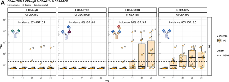 A) A four-panel boxplot graph showing the anti-drug antibody response induced by CEA-IgG in comparison to three CitAbs in transgenic mice as titers over time. In each panel a graphical representation of the molecule used for immunization is shown. B) A three-panel boxplot graph showing the specificity of the anti-drug antibody response induced by CEA-IL2v as titers over time. Response of transgenic mice is shown in the upper part, response of wild-type mice is shown in the lower part of each panel. Graphical representations of respective molecules used for immunization and coating are shown. C) A two-panel boxplot graph showing the specificity of the anti-drug antibody response induced by two IL-2 receptor-engaging CitAbs in transgenic mice as titers over time. On top next to each panel a graphical representation of the molecule used for immunization is shown. D) A four-panel boxplot graph showing the specificity of the anti-drug antibody response induced by two T cell receptor-engaging CitAbs in transgenic mice as titers over time. A graphical representation of the respective molecule used for immunization is shown on top next to the panels.