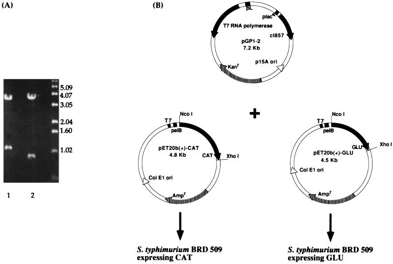 FIG. 1