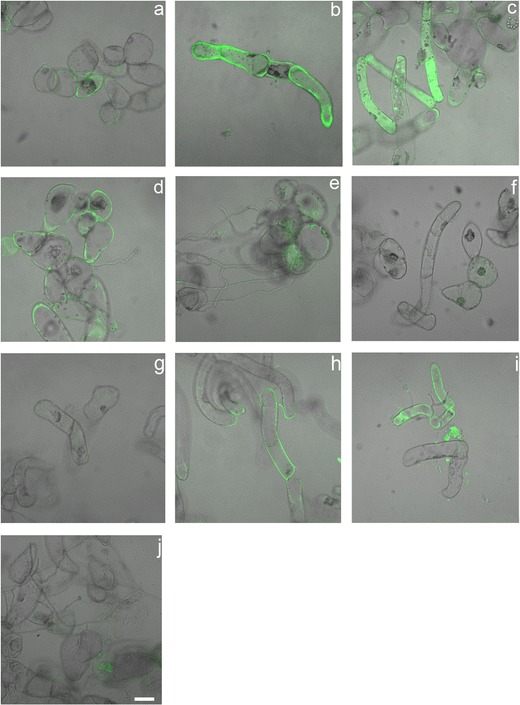 Fig. 11