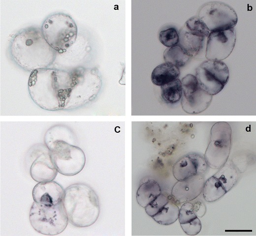 Fig. 7